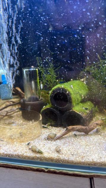 Dark blue velvet garnalen - neocaridina beschikbaar voor biedingen