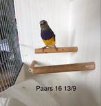 Amadine man, Mannelijk, Tropenvogel