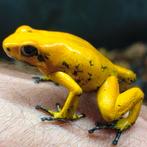 Phyllobates terribilis 'Geel', Amfibie, 0 tot 2 jaar