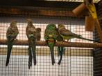 te koop: Veelkleurenparkieten (wildkleur) EK25, Dieren en Toebehoren, Vogels | Parkieten en Papegaaien, Meerdere dieren, Parkiet