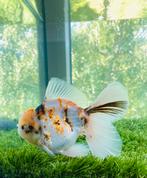 1 x HQ Oranda Rosetail Male 14,5 CM, Dieren en Toebehoren, Vissen | Vijvervissen, Goudvis(sen)
