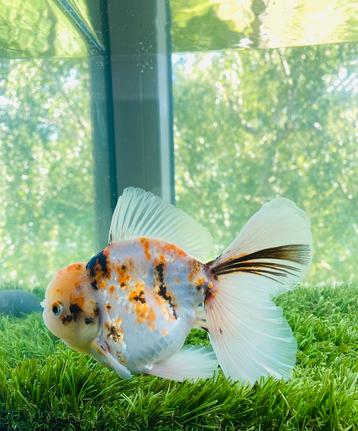 1 x HQ Oranda Rosetail Male 14,5 CM beschikbaar voor biedingen