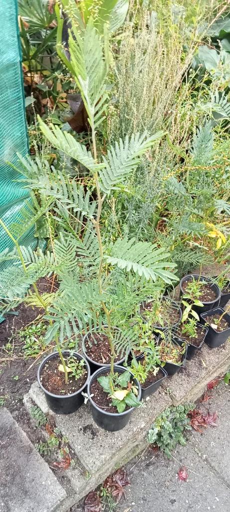 Acacia dealbata - Mimosa dealbata plant, Tuin en Terras, Planten | Bomen, Overige soorten, Minder dan 100 cm, Volle zon, Zomer