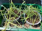 Hoya Linearis, plant, stek, Ophalen, Overige soorten, In pot, Minder dan 100 cm