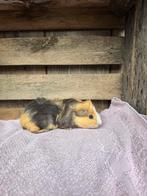 Jonge cavia’s mannetjes borstelhaar., Dieren en Toebehoren, Cavia, Meerdere dieren, Tam, September