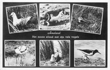 (381-485-025) Ameland Het mooie eiland met zijn vele vogels beschikbaar voor biedingen