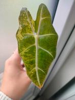Alocasia Polly variegata, Ophalen of Verzenden, Overige soorten, Minder dan 100 cm