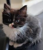 Nog 2 prachtige ragdoll poesjes met stamboom (geteste Ouders, Meerdere dieren, Gechipt