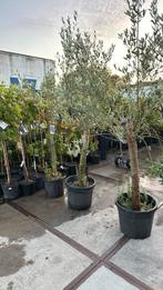 Olijf bomen 3 stuks 1 koop mooi gelijk 50,pst snel wegprijs, Ophalen, Zomer, Vaste plant, Halfschaduw