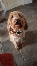 Ter dekking aangeboden maltipoo reu, Dieren en Toebehoren, Ophalen