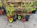 10x  spierea billiardii planten / heester, Ophalen, Zomer, Overige soorten, Halfschaduw