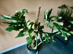 Schitterende monstera thai constellation met mooie variegata, Huis en Inrichting, 100 tot 150 cm, Halfschaduw, Ophalen, Groene kamerplant