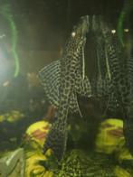 Kwikwi, Dieren en Toebehoren, Vissen | Aquariumvissen, Vis