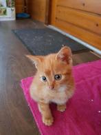 rode kitten vrouwelijk gezocht omgeving Breda, Oktober, Vrouwelijk