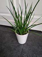 Sanseveria, Ophalen of Verzenden, Halfschaduw, Minder dan 100 cm
