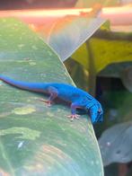 Lygodactylus williamsi, Hagedis, Met terrarium, 0 tot 2 jaar