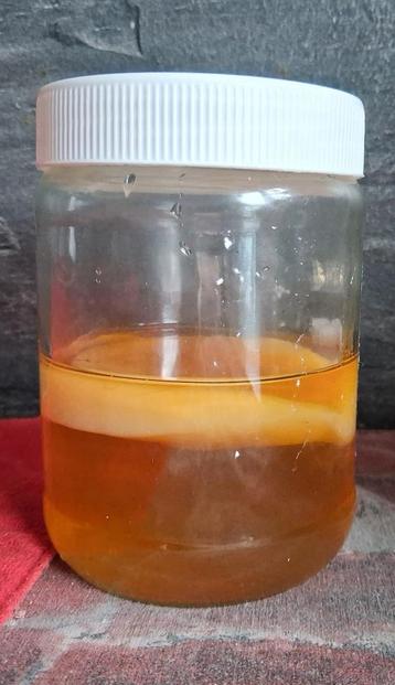 Scoby voor het maken van kombucha met gebruiksaanwijzing  beschikbaar voor biedingen