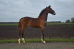 Tekoop: Luxe Merrie veulen, Dieren en Toebehoren, Merrie, Gechipt, 0 tot 2 jaar, Tuigpaard