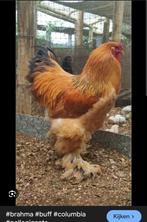 Gezocht brahm haan  buff blauw/zwart  groot  TT kwaliteit, Dieren en Toebehoren, Pluimvee, Mannelijk, Kip