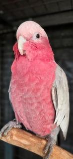 Rosé kaketoe's. Man en pop, Dieren en Toebehoren, Meerdere dieren, Papegaai, Geringd