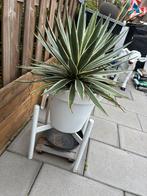 Mooie, grote Agave - gezond!, Tuin en Terras, Planten | Tuinplanten, Overige soorten, Volle zon, Vaste plant, Ophalen of Verzenden