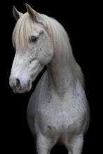 Lieve Andalusiër ruin te koop – Comanche (Cas), Dieren en Toebehoren, Paarden, Gechipt, Ruin, L, 7 tot 10 jaar