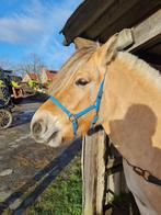 Lieve fjord (merrie) van 7 jaar, Dieren en Toebehoren, Pony's, Merrie, B, Gechipt, 7 tot 10 jaar