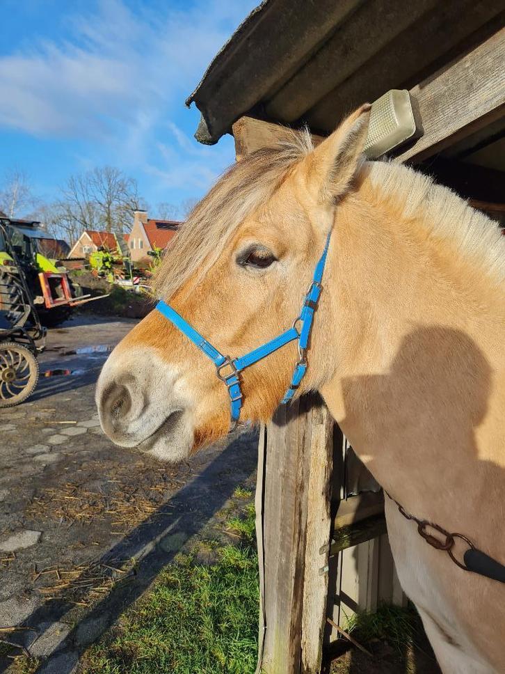 Lieve fjord (merrie) van 7 jaar, Dieren en Toebehoren, Pony's, Merrie, B, D pony (1.37m tot 1.48m), Recreatiepony, 7 tot 10 jaar
