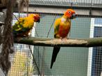 2 koppels Zonparkieten, Meerdere dieren, Parkiet