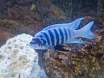 malawi cichliden - maison reef zebra, Dieren en Toebehoren, Vis, Zoetwatervis