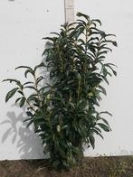 Laurier Prunus Genolia 60-160 cm, Tuin en Terras, Haag, Laurier, Ophalen