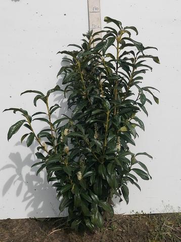 Laurier Prunus Genolia 60-160 cm