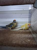 Mooi koppel stro gele rosella's, Dieren en Toebehoren, Meerdere dieren, Kleurkanarie