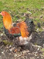 Brahma haan, Dieren en Toebehoren, Pluimvee, Mannelijk, Kip