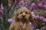 Cockapoo pups, Rabiës (hondsdolheid), Meerdere, Teef, 8 tot 15 weken