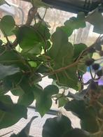 wandelende takken, Dieren en Toebehoren, Insecten en Spinnen, Wandelende tak