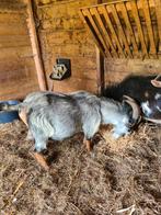 Dekbok, Dieren en Toebehoren, Schapen, Geiten en Varkens, Mannelijk, Geit