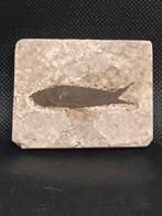 Fossiel / Fossiele Vis Knightia Oceaena, Ophalen of Verzenden, Fossiel