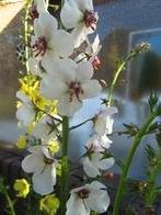 Zaden Verbascum blattaria, Verzenden, Volle zon
