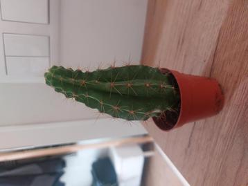 Gratis mini cactus beschikbaar voor biedingen