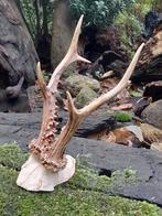 Hertengewei Ree, Ophalen of Verzenden