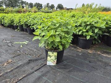 Pluimhortensia Limelight beschikbaar voor biedingen