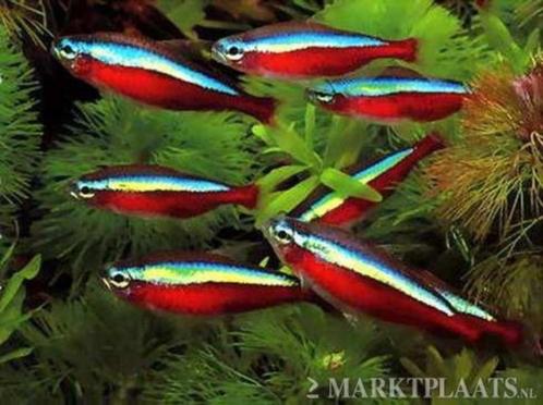 Morgen koopzondag kardinaal tetra 10 voor 20.-, Dieren en Toebehoren, Vissen | Aquariumvissen, Zoetwatervis, Vis, Schoolvis