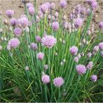 Bieslook | Allium schoenoprasum | biologisch, Ophalen, Zomer, Kruiden, Halfschaduw