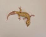 Luipaardgekko  Mack Snow RAPTOR poss. Giant, Dieren en Toebehoren, Reptielen en Amfibieën, Hagedis, 0 tot 2 jaar