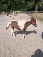 Smokeybont shetlander hengstje, Dieren en Toebehoren, Hengst, Onbeleerd, A pony (tot 1.17m), 0 tot 2 jaar