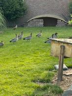 5-3 manenganzen, Dieren en Toebehoren, Pluimvee, Meerdere dieren, Eend