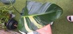 Strelitzia variegata, Ophalen of Verzenden, Halfschaduw, Minder dan 100 cm
