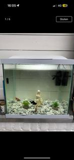 Aquarium, Dieren en Toebehoren, Vissen | Aquariumvissen, Vis