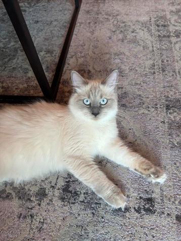 %100 Ragdoll Kittens beschikbaar voor biedingen